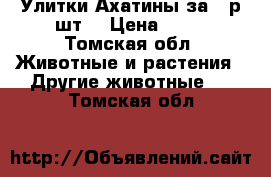 Улитки Ахатины за 40р.шт. › Цена ­ 40 - Томская обл. Животные и растения » Другие животные   . Томская обл.